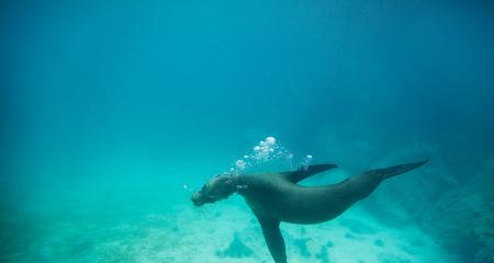 Galápagos Land & Sea — Central & South Islands aboard the Yolita