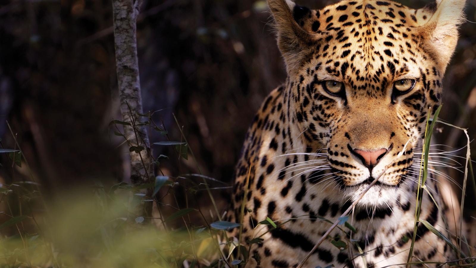 Close up portrait of a leopard in Kruger National Park