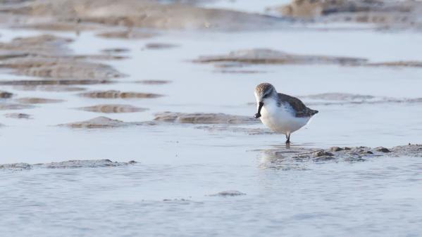Here's how one expert is helping save migratory shorebirds in the Yellow Sea