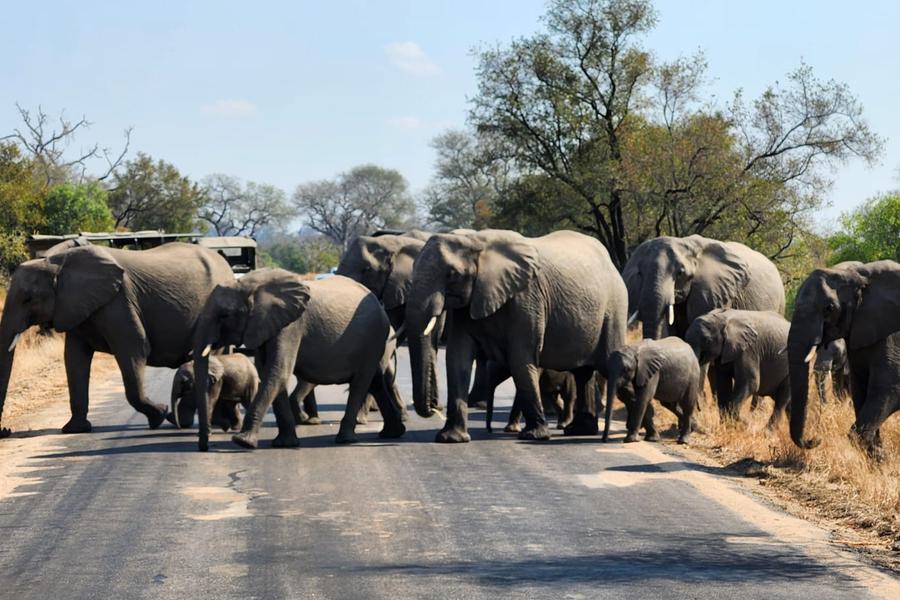 From close wildlife encounters to vast landscapes, Rima Chakravarty and her family recalls their Kruger National Park adventure