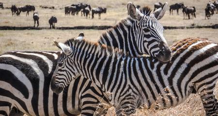 Kenya Camping Safari