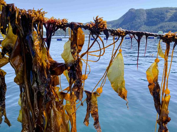 Veritree and Trees for Days are restoring British Columbia's kelp forests to boost biodiversity and support Indigenous communities