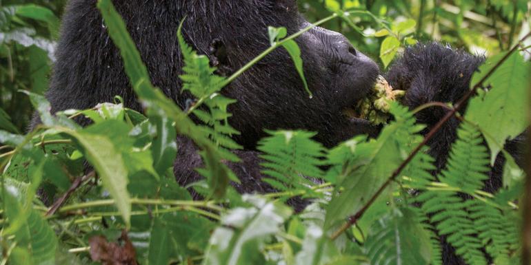 Journeys: Wild Encounters in Rwanda tourhub | G Adventures | Journeys: Wild Encounters in Rwanda