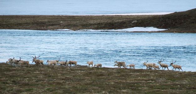 Reindeer graze by the coast