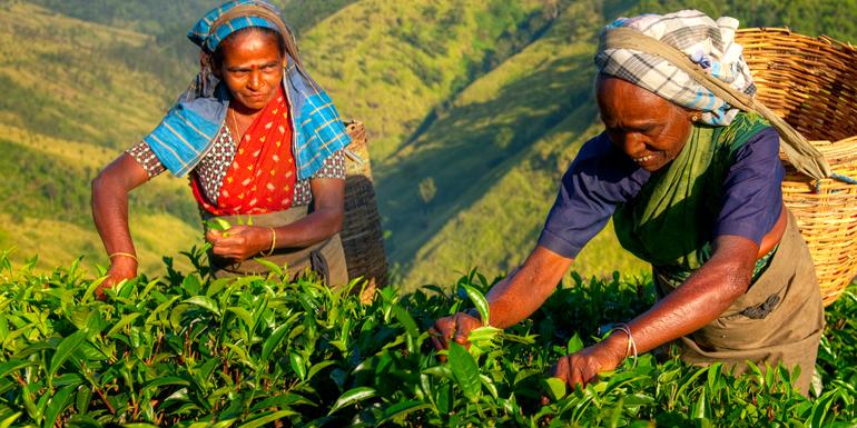 Sri Lanka Tours G Adventures Sri Lanka Tours G Adventures