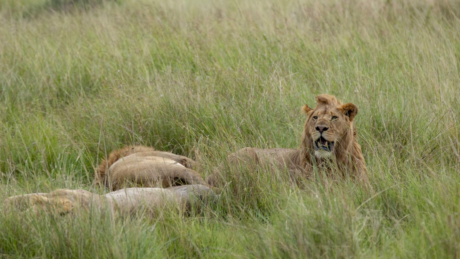 Kenya & Tanzania Camping Safari