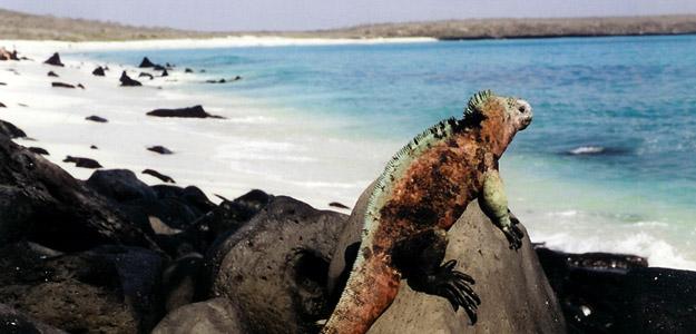 Lizard perched on a rock by a beach in the Galapagos