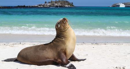 Galápagos — North, West & Central Islands aboard the Yolita
