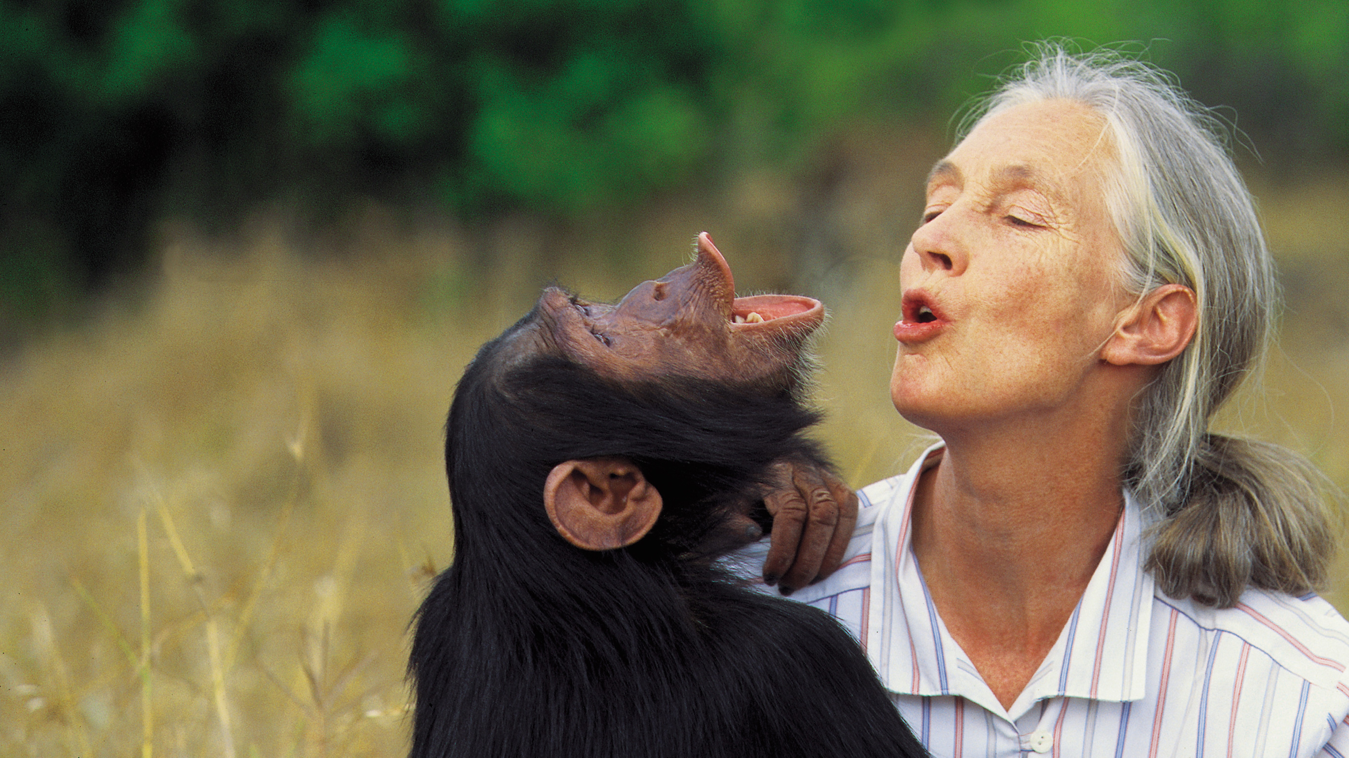 Resultado de imagen de jane goodall