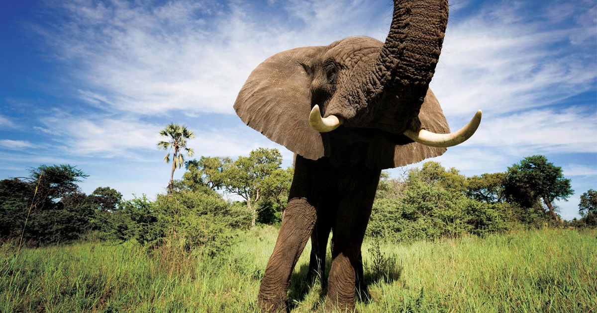 Botswana Safaris & Tours in 2025 | G Adventures