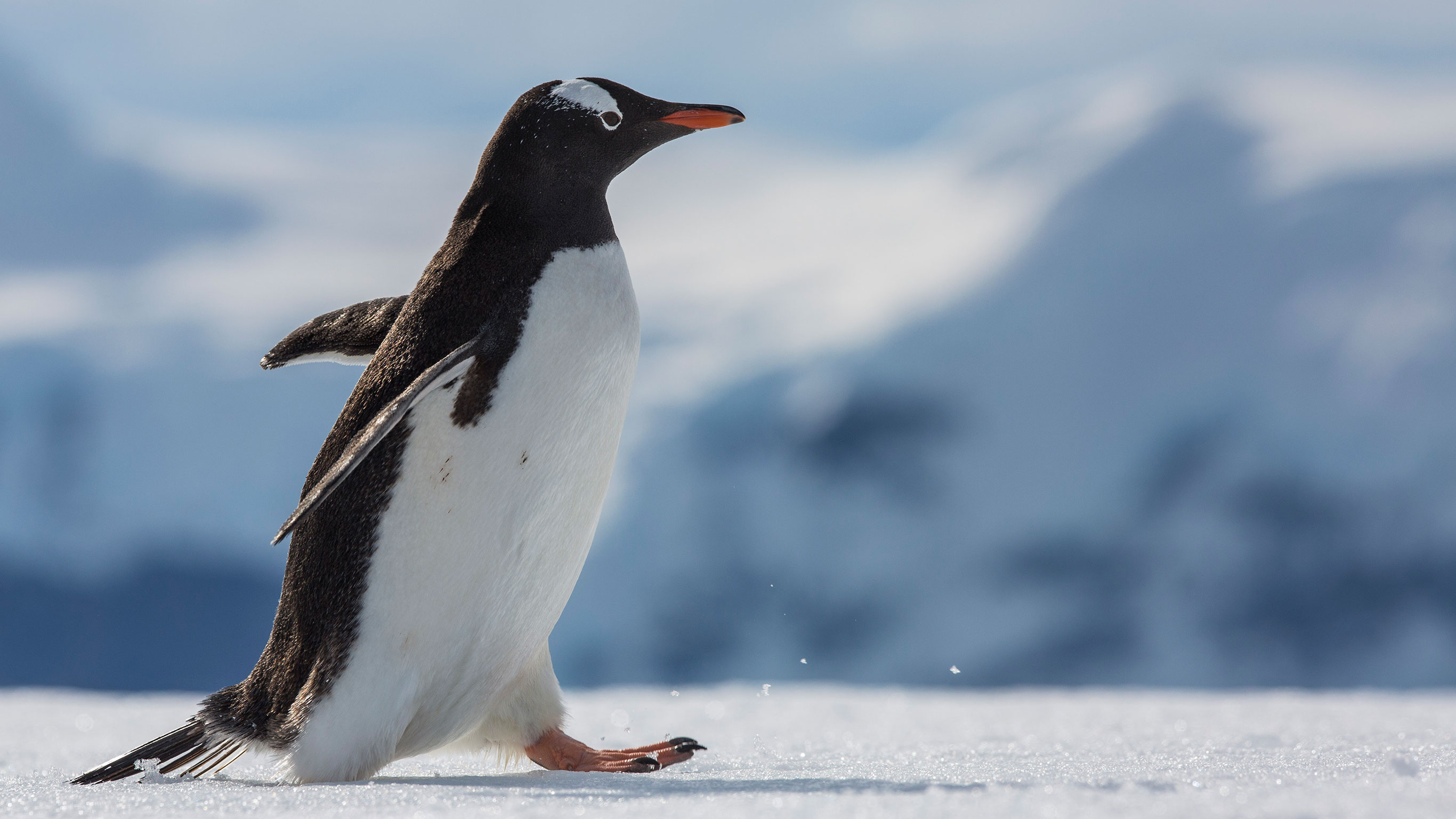 Falklands, South Georgia & Antarctica