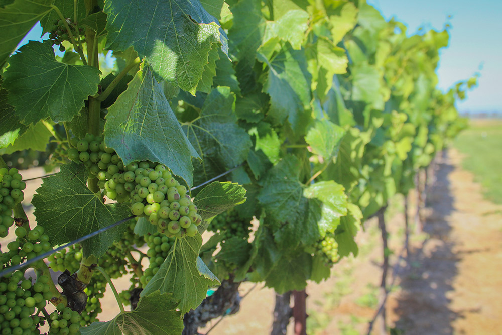 Getting a closer look at Larson’s leafy vines.