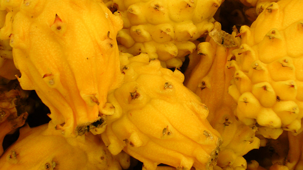 Yellow dragon fruit are harder to come by than their pink friends. Photo courtesy Kita K.