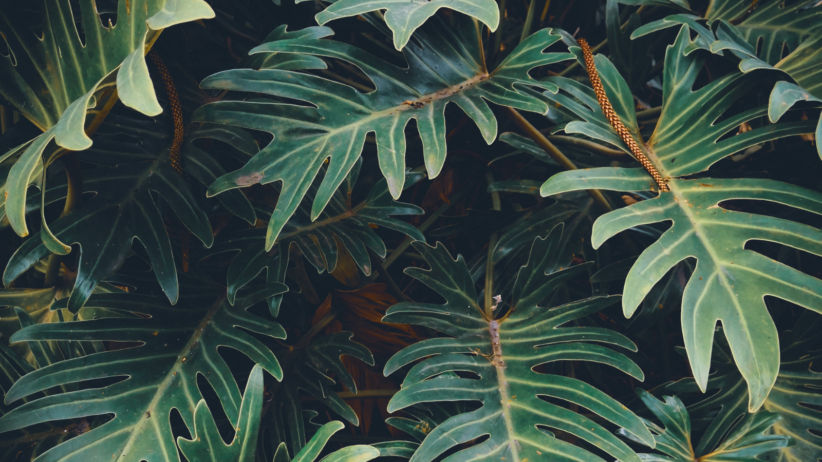 How can you spend your days in Costa Rica?