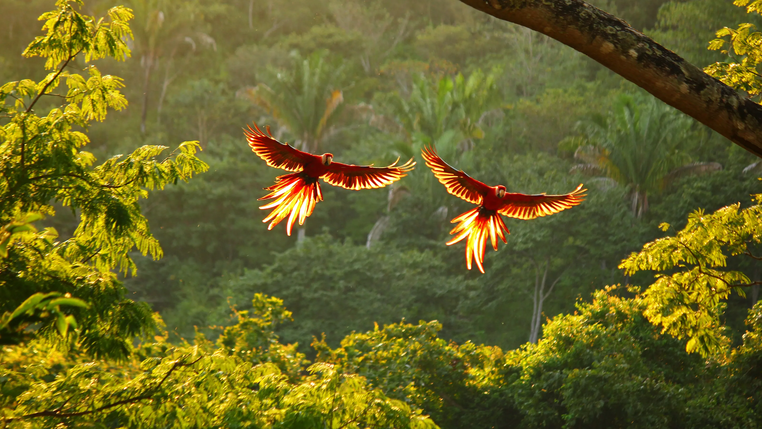 Costa Rica's Amazing Animals to Discover | G Adventures