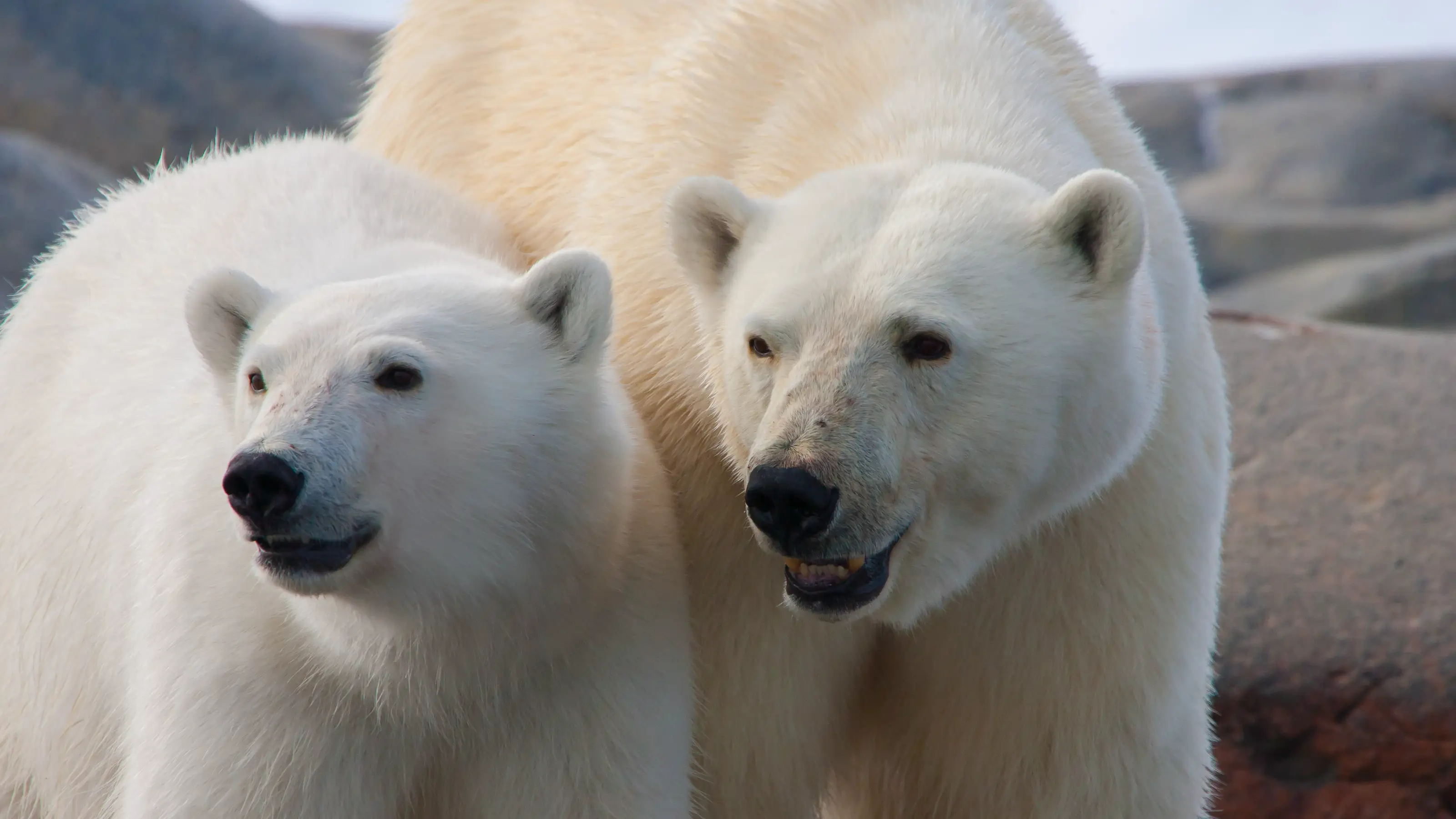 Arctic vs Antarctic wildlife: who lives where?