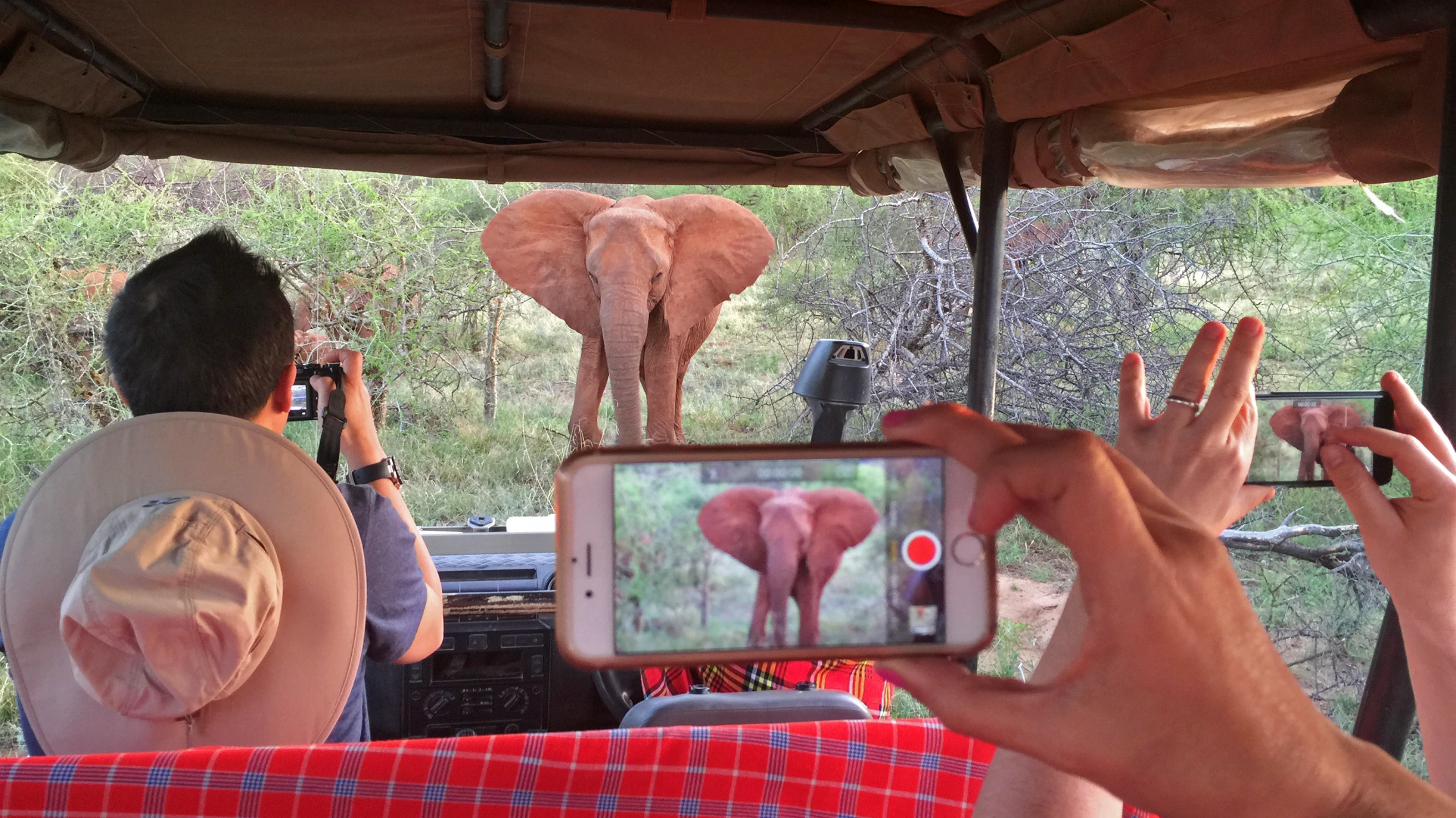 The complete safari guide to Kruger National Park