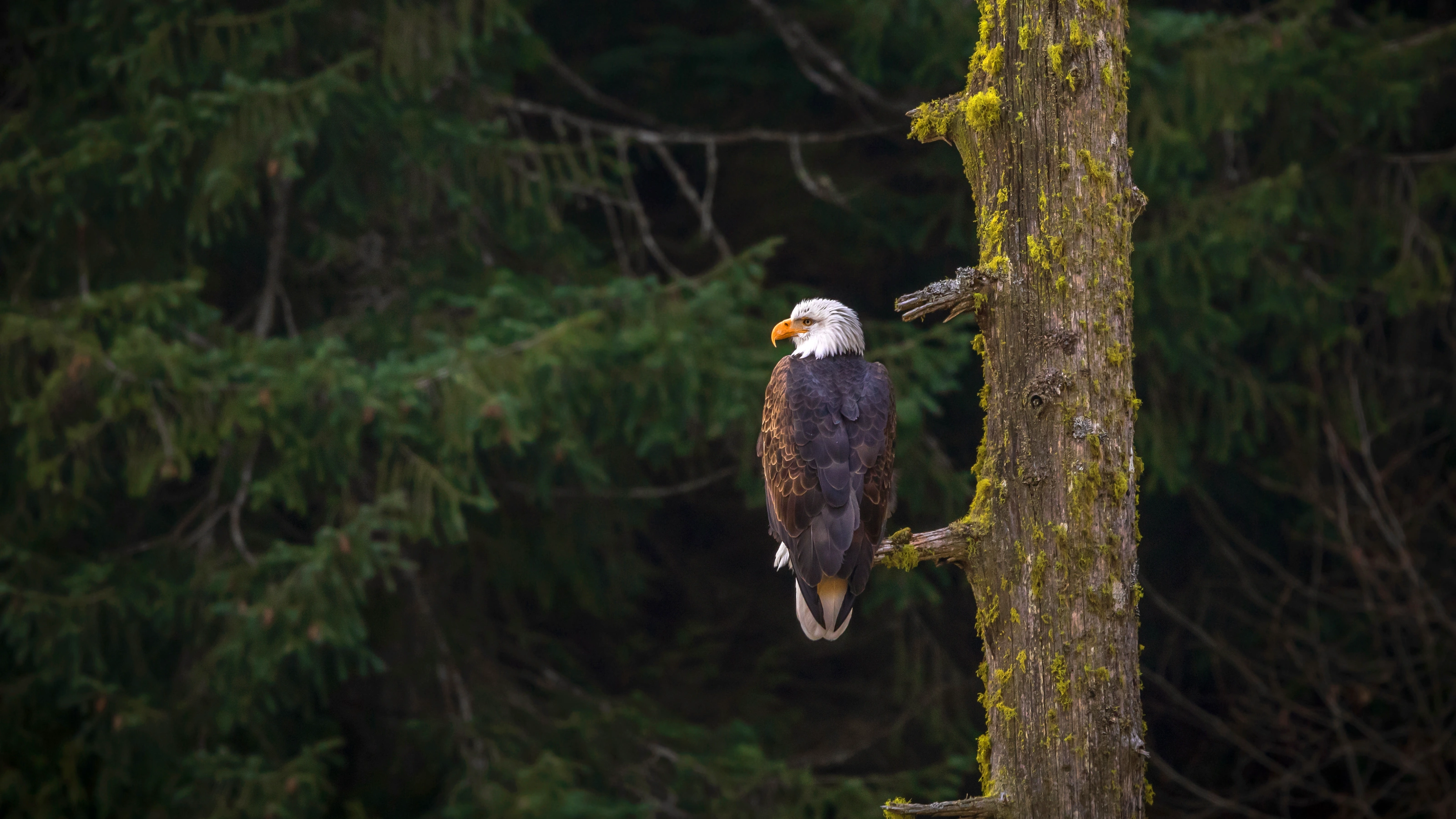 The most paw-some animals of North America