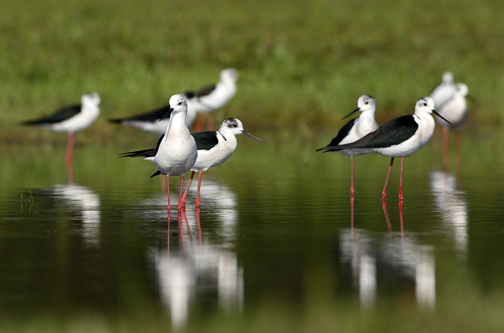 Black-winged stilts often make an appearance on the Venta Moinhos Wetlands Trail. Photo courtesy Tahir Abbas, Dreamstime.