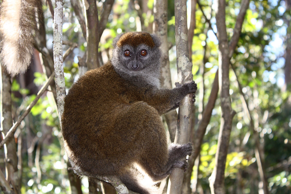 A bamboo lemur in Ranomafana National Park.