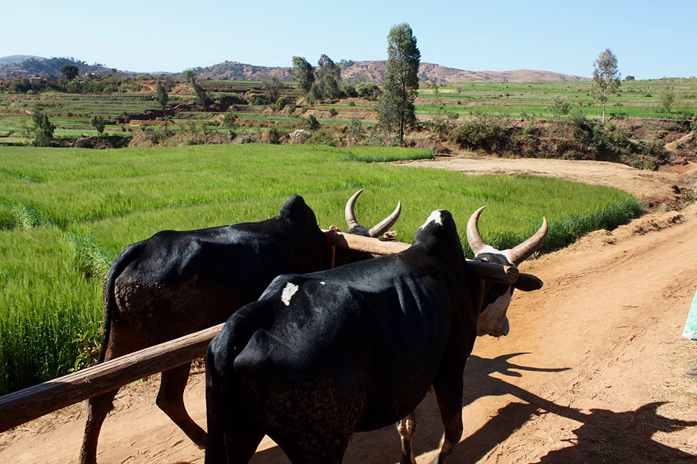 There's 19 million zebus in Madagascar.