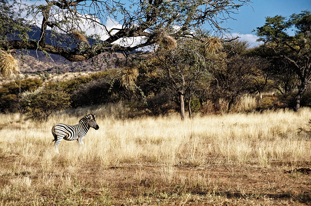 A zebra makes its way through a sun-drenched field.