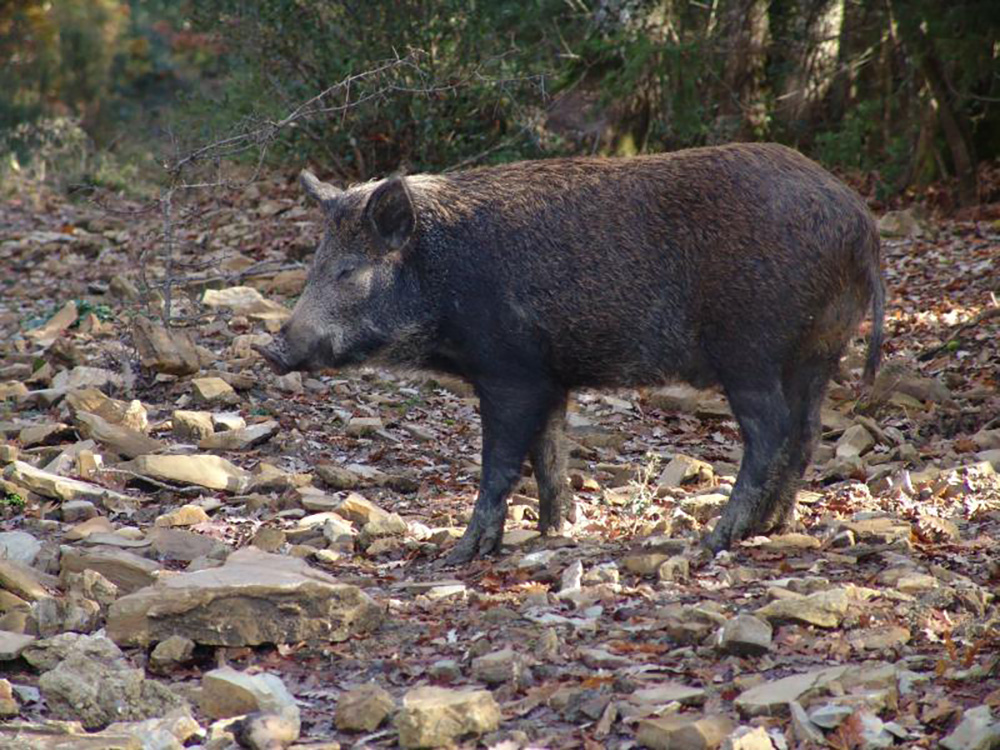 A wild boar in Tuscany. Visitors should be cautioned against getting too close to the wild animals, as they are extremely dangerous. Photo courtesy of Henry Hoffman.