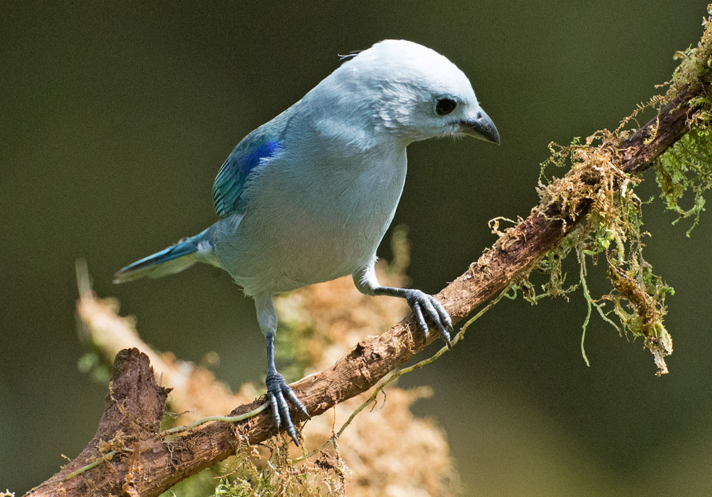 A blue-grey tanager in Mindo. Photo courtesy Lip Kee Yap.