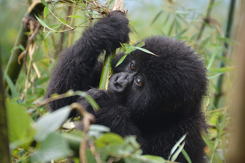 cute baby mountain gorillas