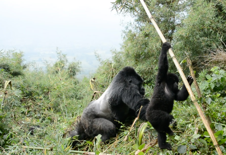 It was thrilling to see the silverback moving around.