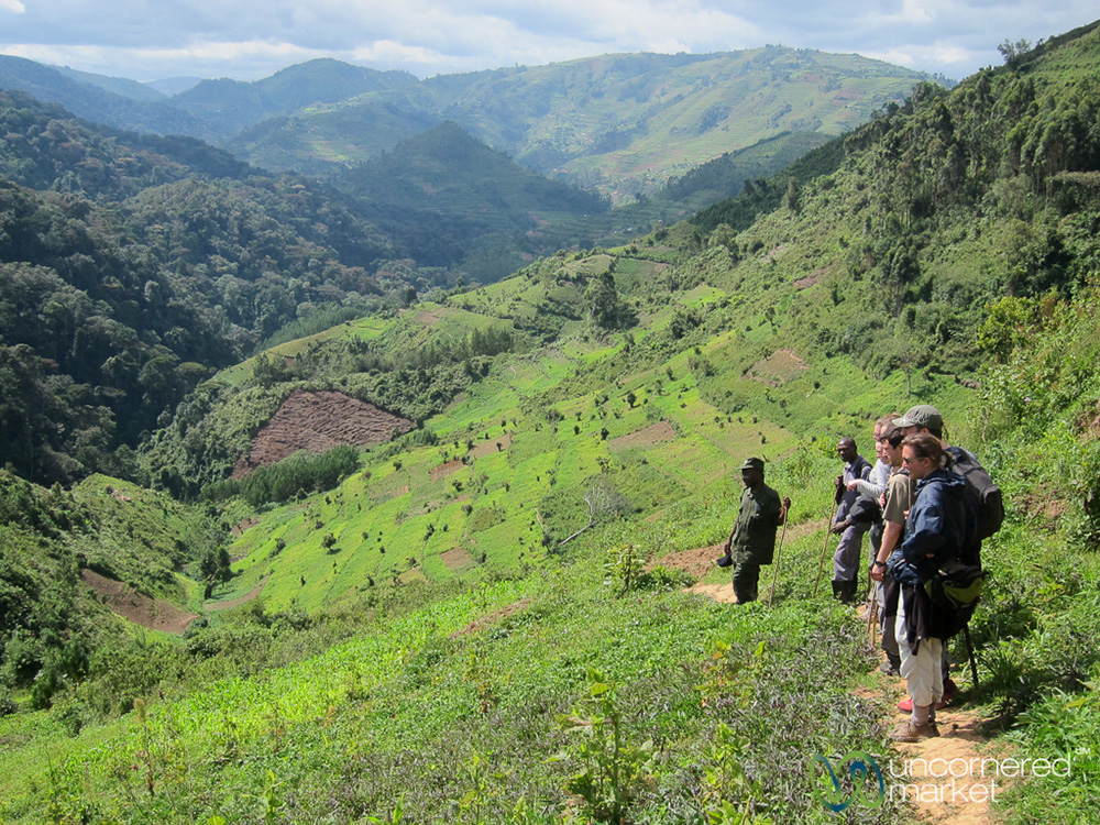 Village farmlands on the edge of the Bwindi Impenetrable National Park, Uganda.