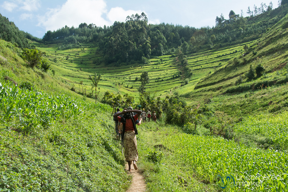 Walking with local villagers through the fields to reach the forest that gorillas call home.