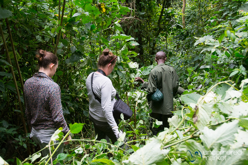 Following the trackers through the thick forest to find the gorillas.