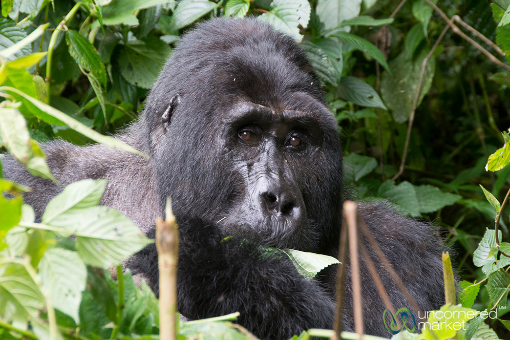 Turning the corner and coming face to face with a large silverback gorilla is awesome in the truest sense of the word.