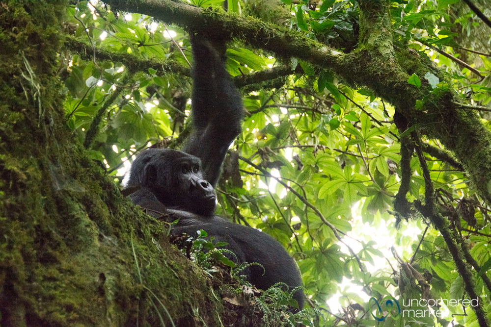 A teenaged gorilla hanging out in a tree above us.