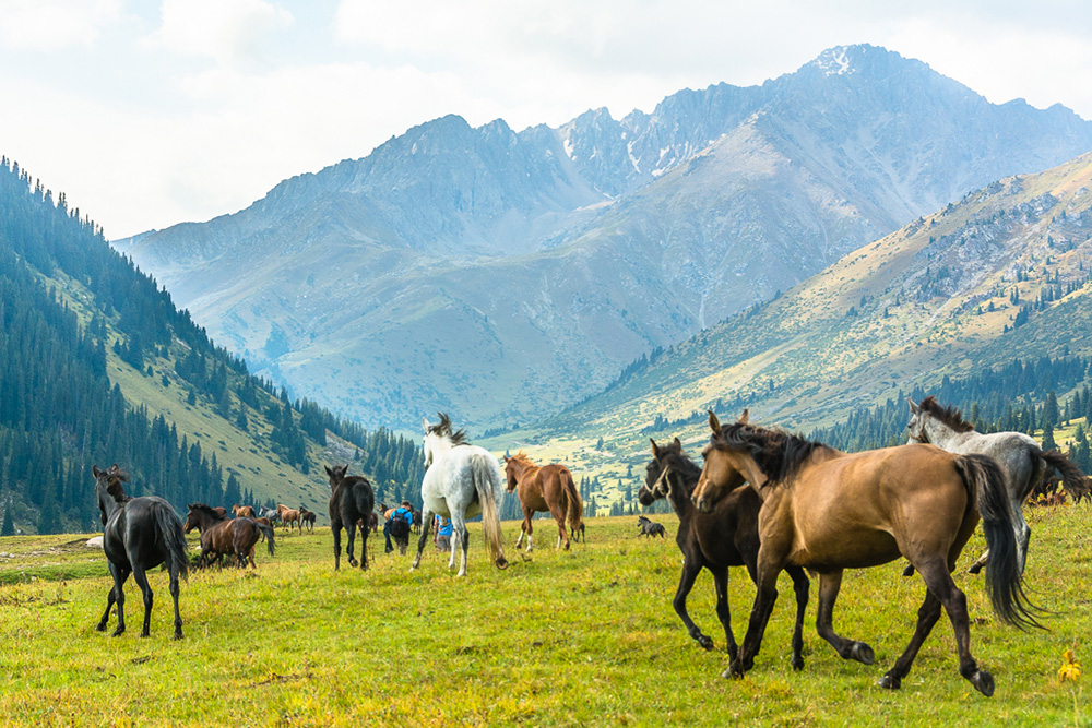 Horses running free on the high mountain pasture during the summer.