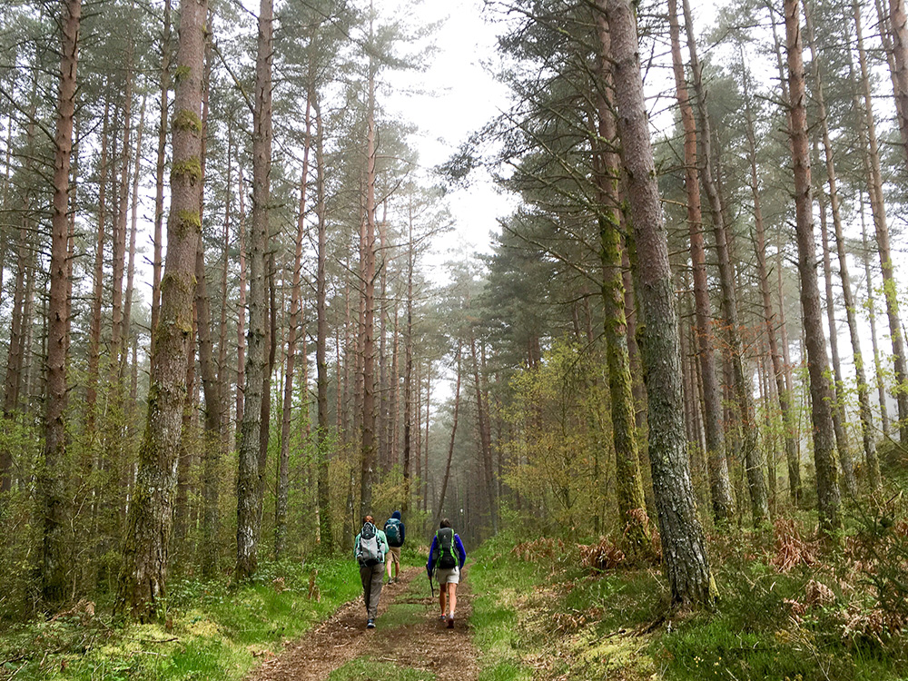 Enjoying the silence of the forest.