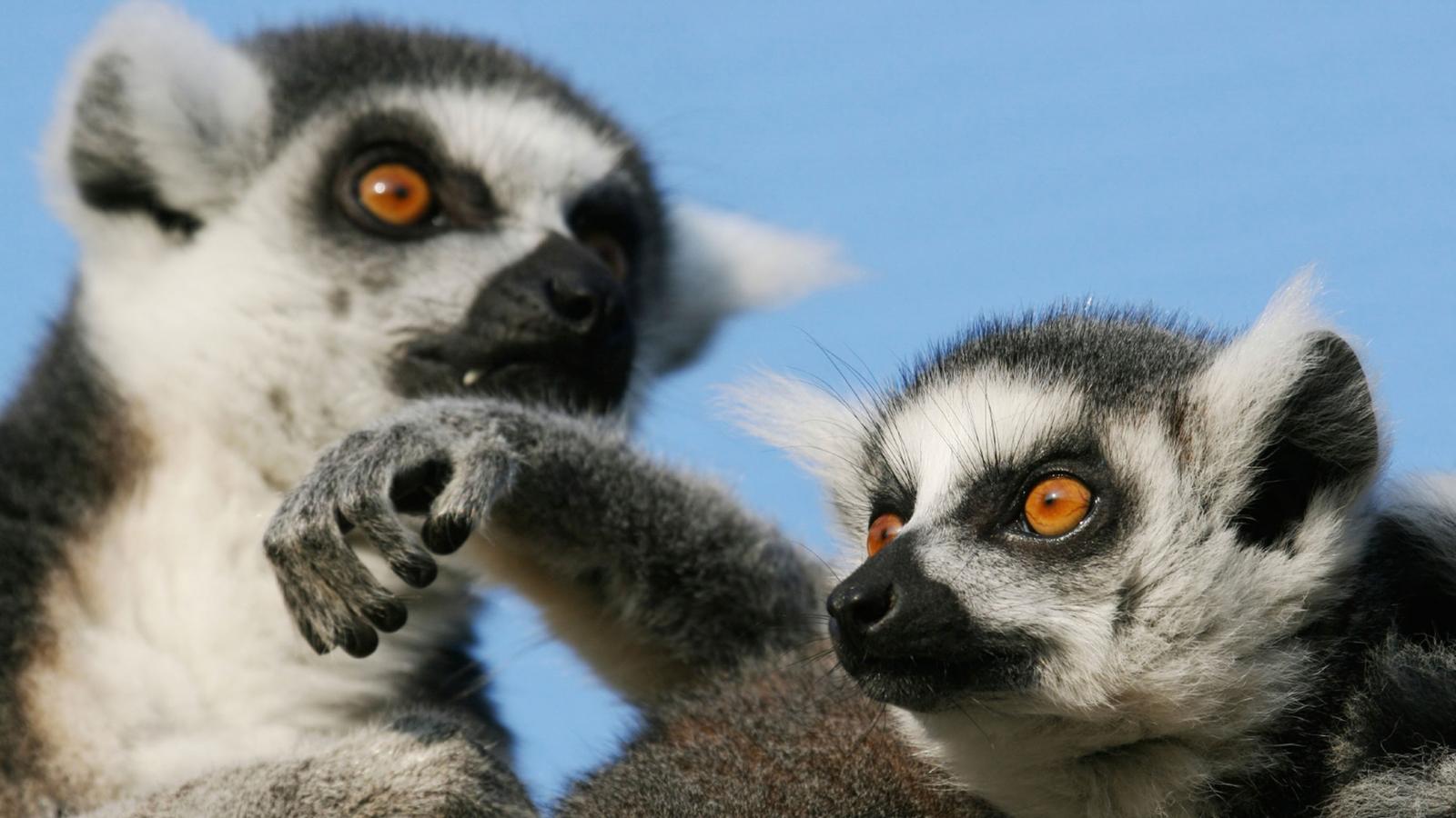 The hands-down superstars of Madagascar are the endangered lemurs.