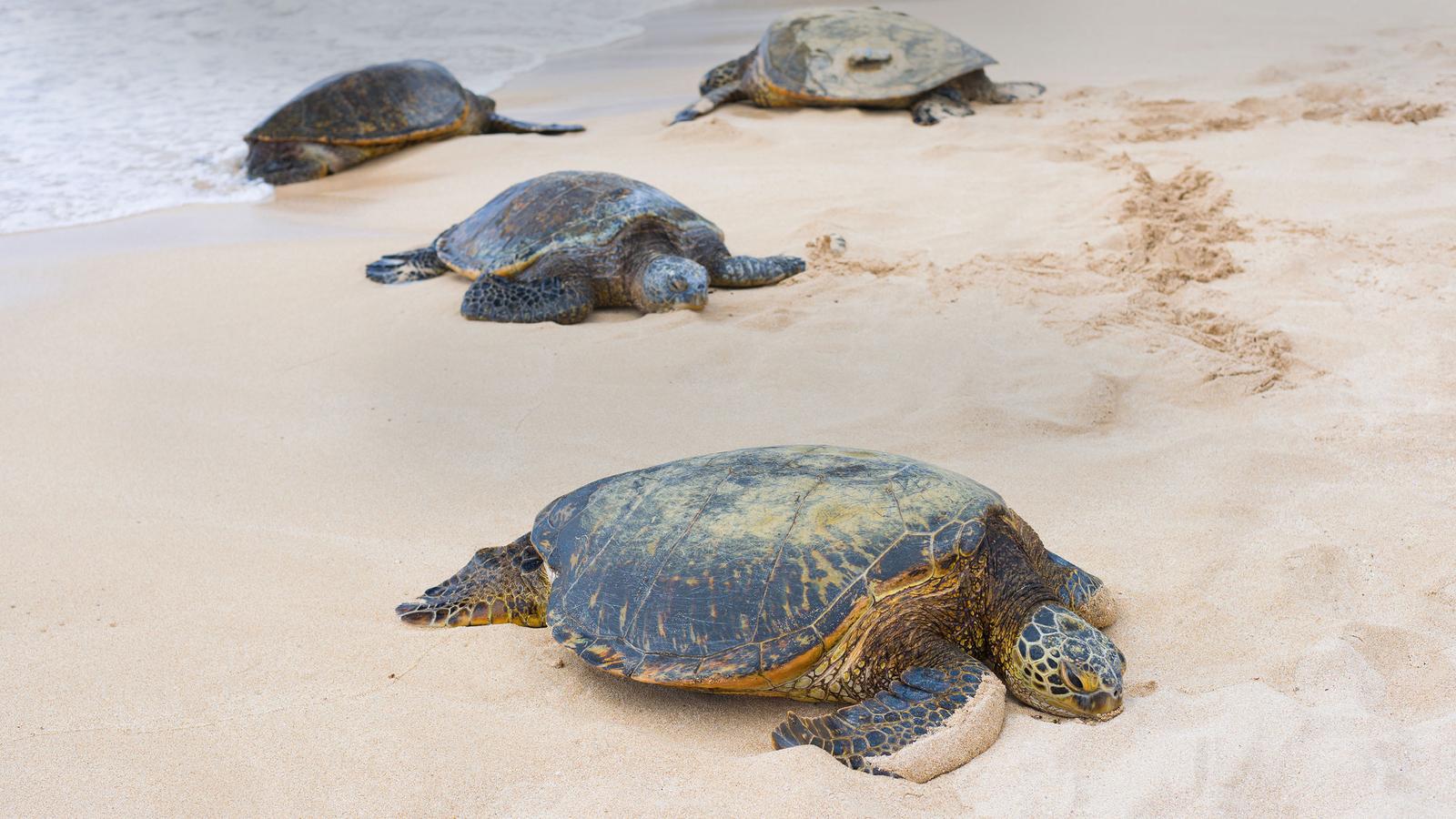 Tortuguero’s beaches play host to the Caribbean’s most important breeding ground for endangered green sea turtles.