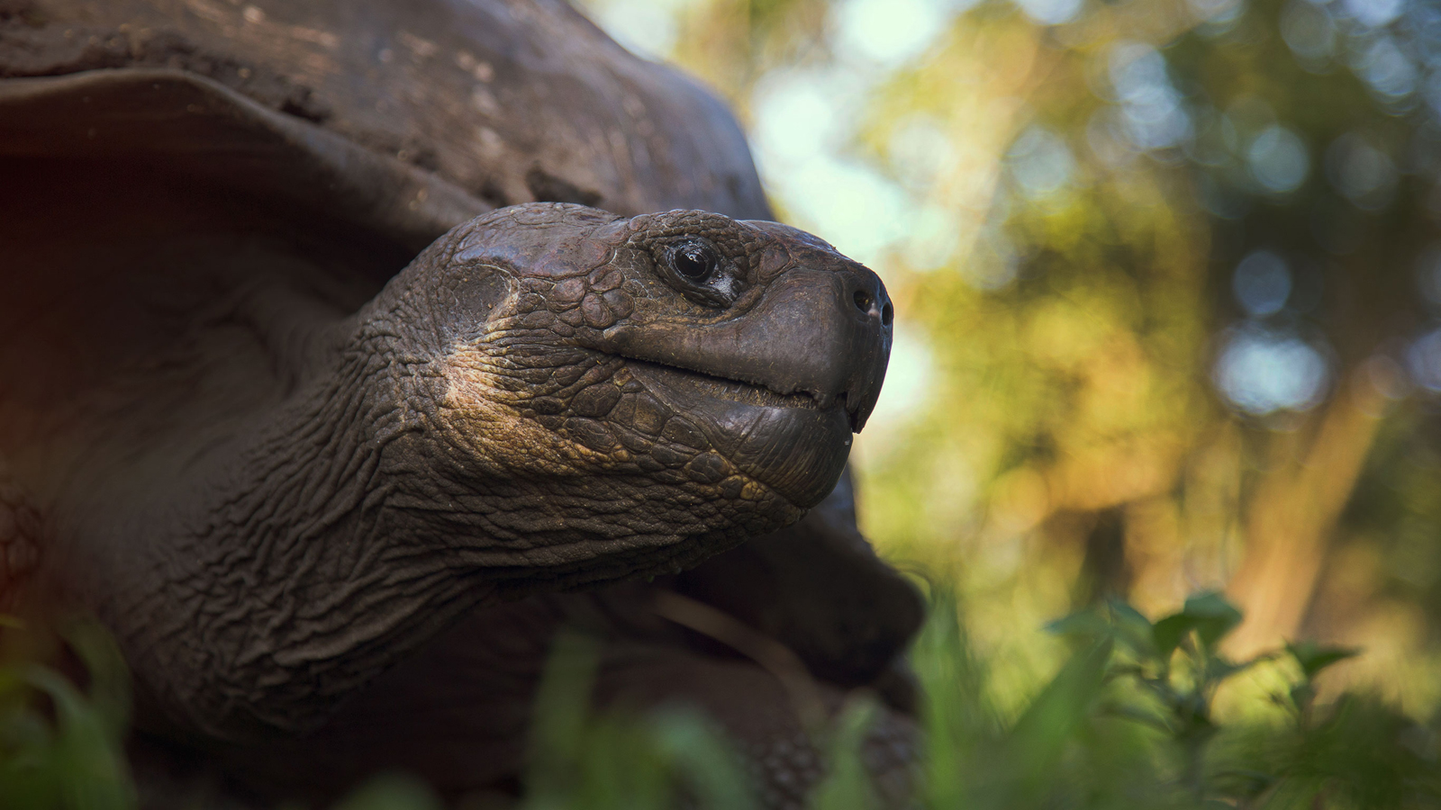 Galápagos is home to a dazzling array of birds, reptiles, fish, and mammals that you won’t find anywhere else.