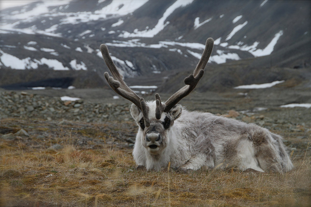 Get out and explore in Longyearbyen and you might just spot one of these. Photo courtesy Anne S.