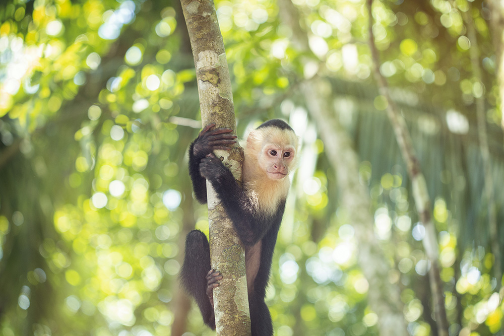 The wildlife of Manuel Antonio is one reason to visit the Costa Rican national park.