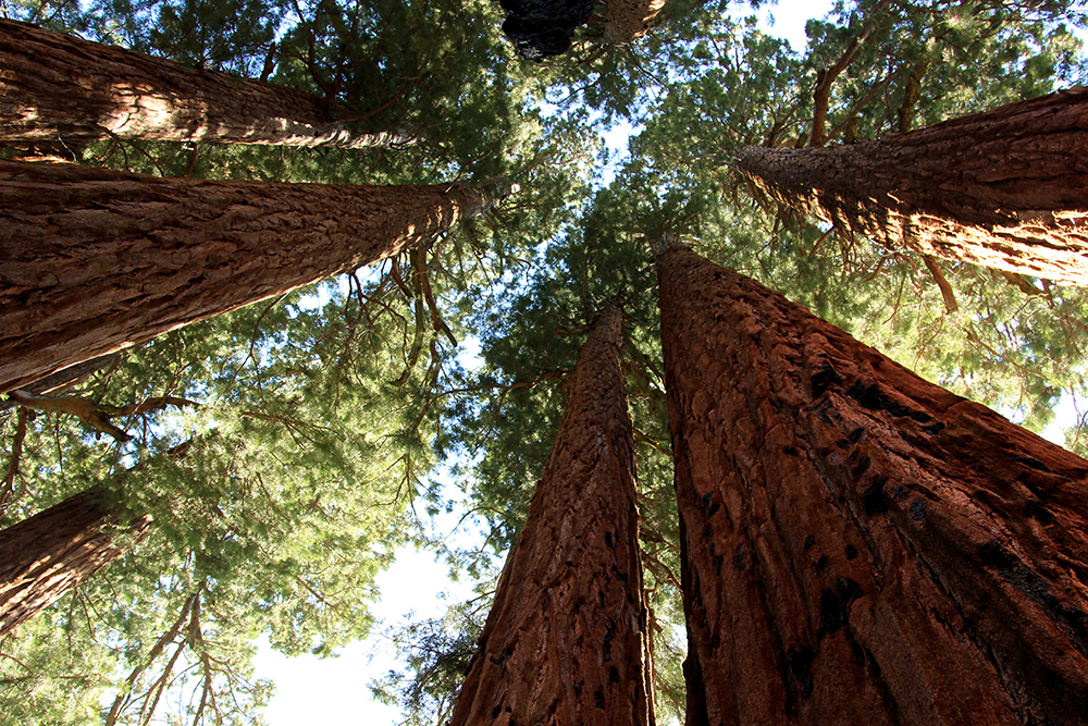 Sequoia National Park is famous for its massive, towering namesake trees. Photo courtesy of Su-May.