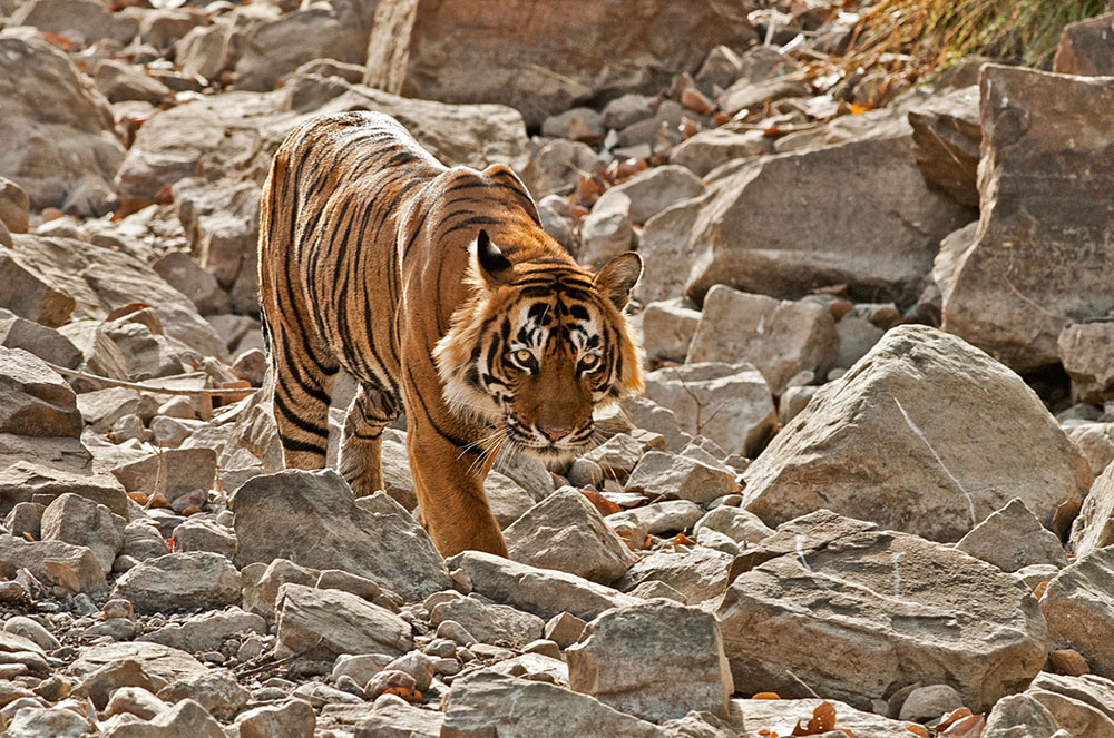 There are approximately 60 tigers living in Rathnambore National Park. Photo courtesy of Allan Hopkins.