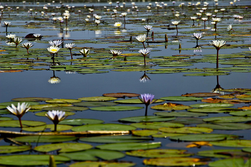 Lily pads in the water. There's beauty in the details.