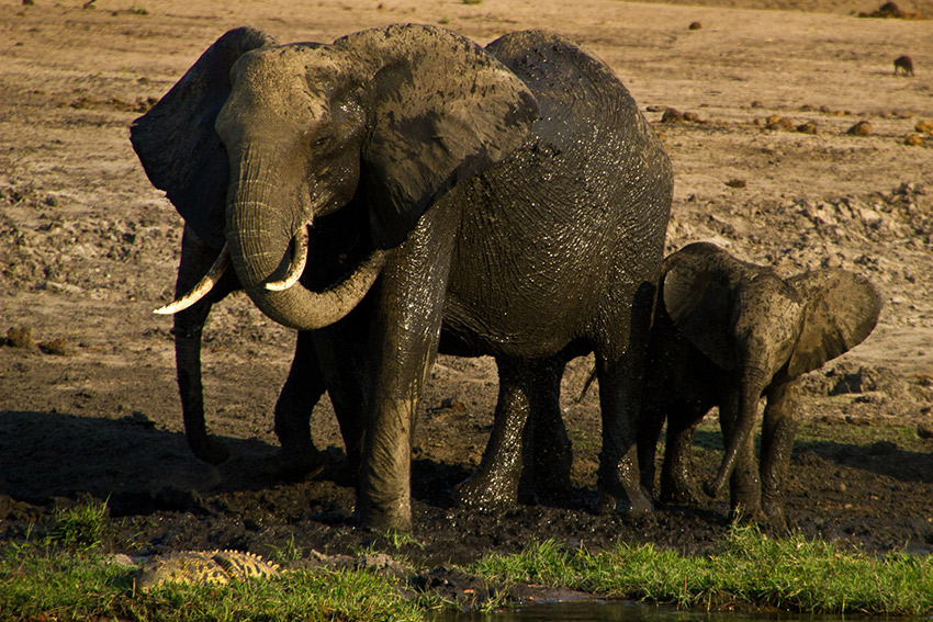 Spotted a baby elephant on our afternoon game walk.