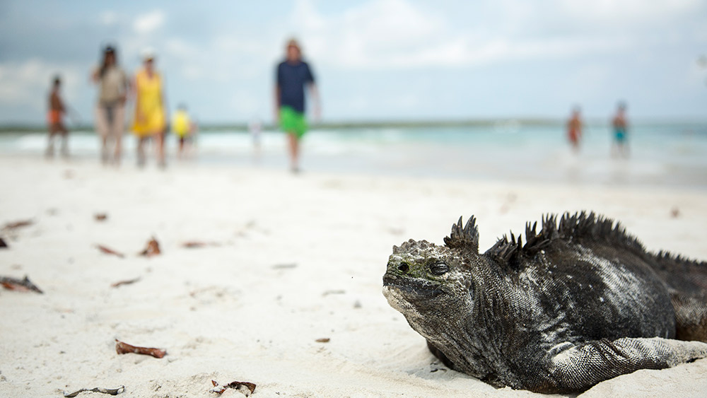 Cold-blooded marine iguanas need to warm up in the sun.