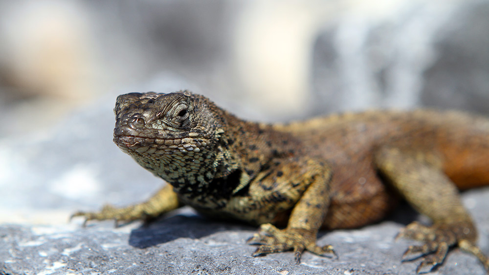 Locking eyes with this marine iguana on Punta Suarez.