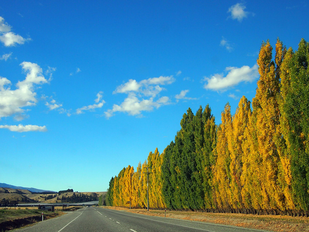 Trees line the road on the way to Wanaka.