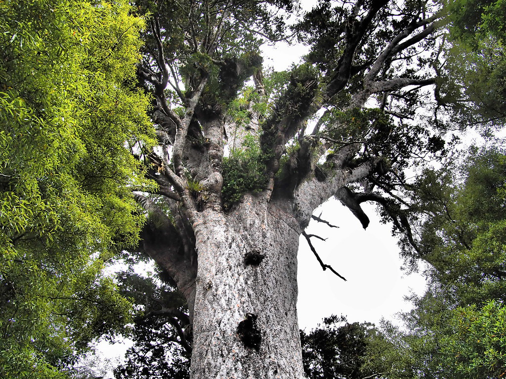 Tāne Mahuta tree in the Waipoua Forest.